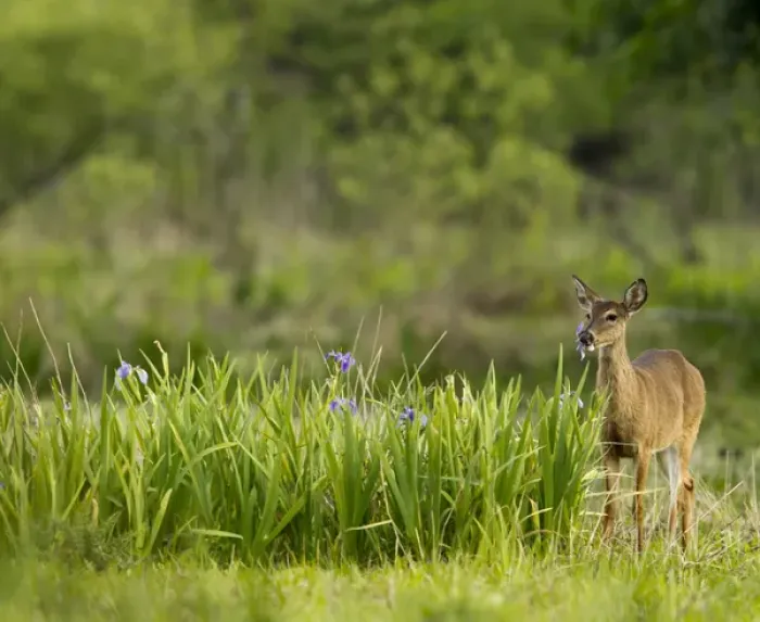 Framed Print : Doe feeding on prairie iris, Grimes Ranch, Central Florida, wild Framed Print : Doe feeding on prairie iris, Grimes Ranch, Central Florida, wild