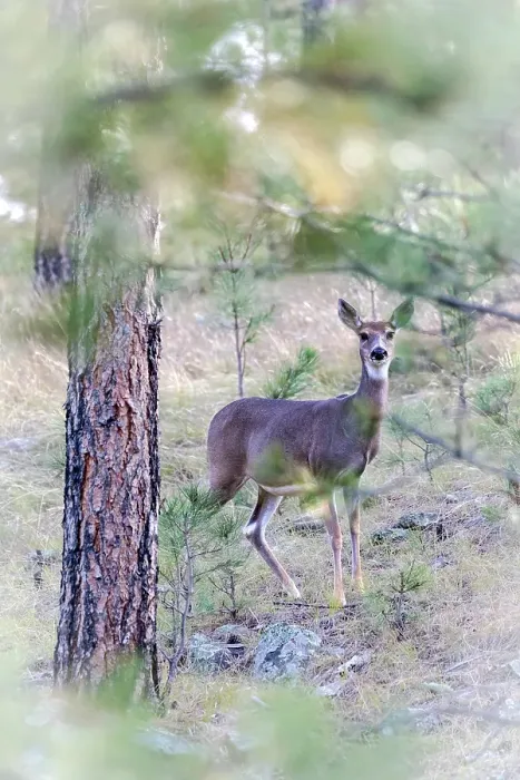 Framed Print : A doe white-tailed deer looks