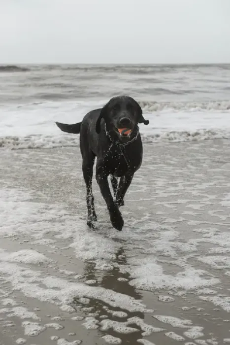Framed Print : Dog on beach, Little St Simons Island, Barrier Islands, Georgia. USA Framed Print : Dog on beach, Little St Simons Island, Barrier Islands, Georgia. USA