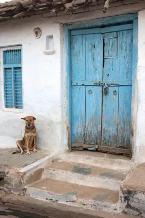 Framed Print : Dog resting outside a house Jojawar, Rajasthan, India Framed Print : Dog resting outside a house Jojawar, Rajasthan, India