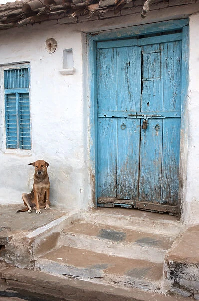 Dog resting outside a house Jojawar, Rajasthan, India