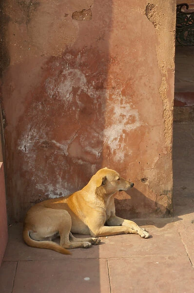 Dog resting in the shade, Palace at Fatehpur Sikri, Uttar Pradesh, India