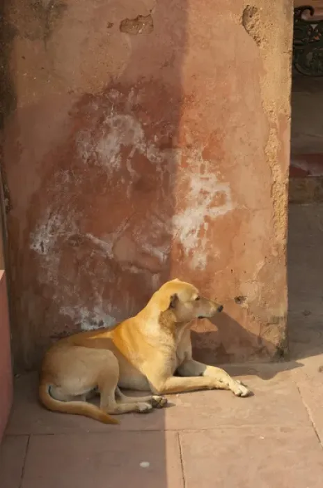 Framed Print : Dog resting in the shade, Palace at Fatehpur Sikri, Uttar Pradesh, India Framed Print : Dog resting in the shade, Palace at Fatehpur Sikri, Uttar Pradesh, India