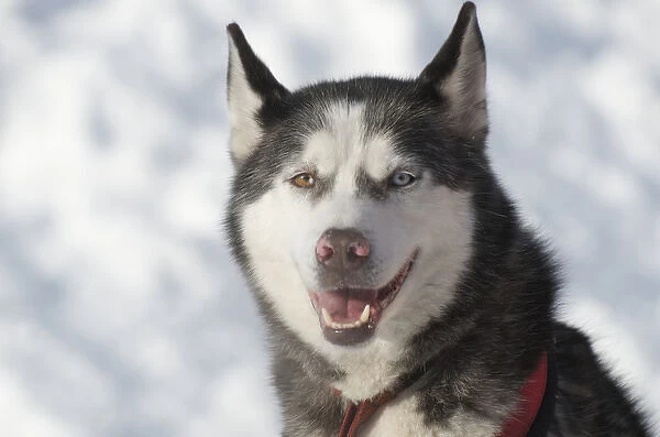 Dog sled races are a popular winter passion for many mushers in northern climates