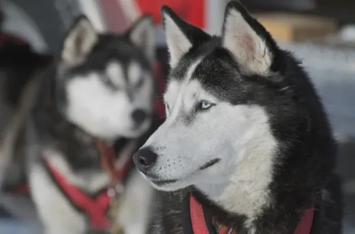 Framed Print : Dog sled races are a popular winter passion for many mushers in northern climates