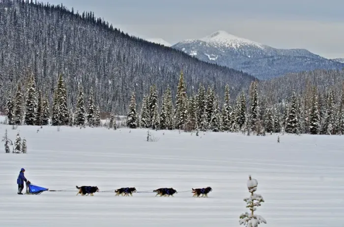 Framed Print : Dog sled races are a popular winter passion for many mushers in northern climates