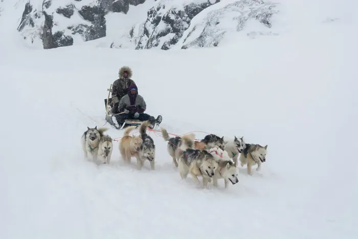 Framed Print : A dog sled during a snow storm. Ilulissat, Greenland. (Editorial Use Only) Framed Print : A dog sled during a snow storm. Ilulissat, Greenland. (Editorial Use Only)