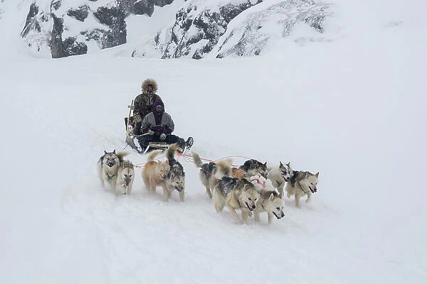 A dog sled during a snow storm. Ilulissat, Greenland. (Editorial Use Only)