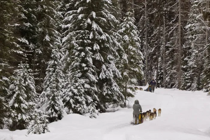 Framed Print : Dog sledding at Dog Sled Adventures Montana in Olney, Montana, USA Framed Print : Dog sledding at Dog Sled Adventures Montana in Olney, Montana, USA
