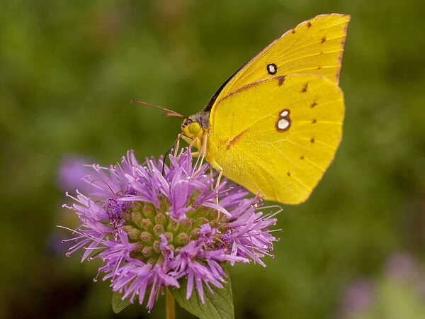 Dogface butterfly, California state insect, on coyote mint, Los Angeles, California