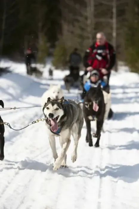 Framed Print : Dogsledding in British Columbia. (MR) Framed Print : Dogsledding in British Columbia. (MR)
