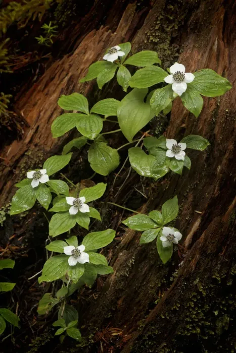 Framed Print : Dogwood bunchberry, Olympic National Park, Washington State Framed Print : Dogwood bunchberry, Olympic National Park, Washington State