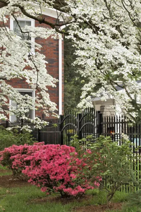 Framed Print : Dogwood tree and azalea bush in full bloom, Audubon Park, Louisville, KY Framed Print : Dogwood tree and azalea bush in full bloom, Audubon Park, Louisville, KY