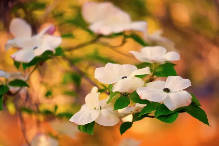 Framed Print : Dogwood tree bloom