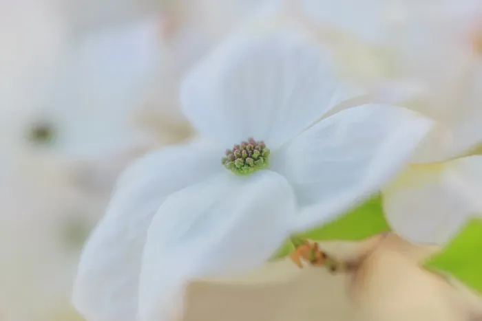 Framed Print : Dogwood tree bloom