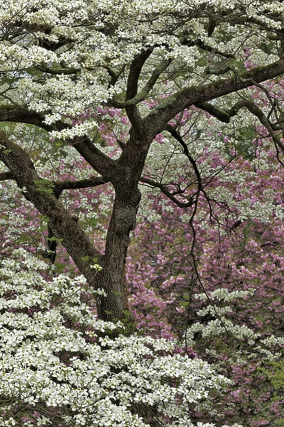 Dogwood tree in full bloom, Audubon Park neighborhood, Louisville, Kentucky