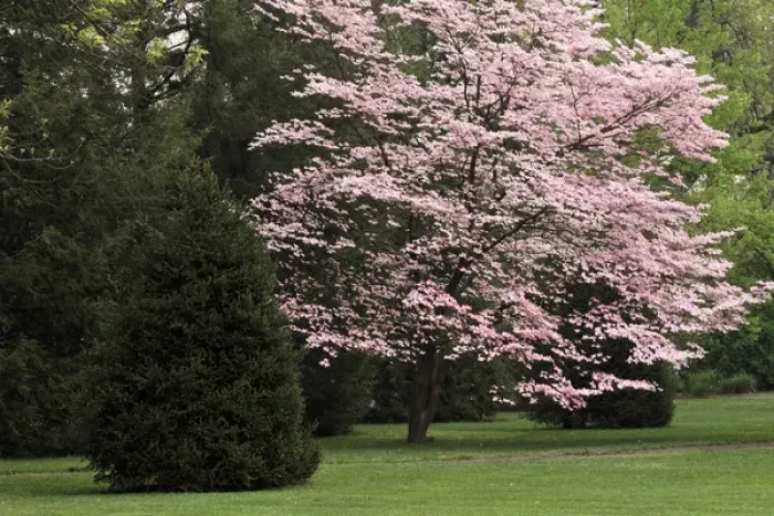 Framed Print : Dogwood tree in full bloom, Audubon Park neighborhood, Louisville, Kentucky