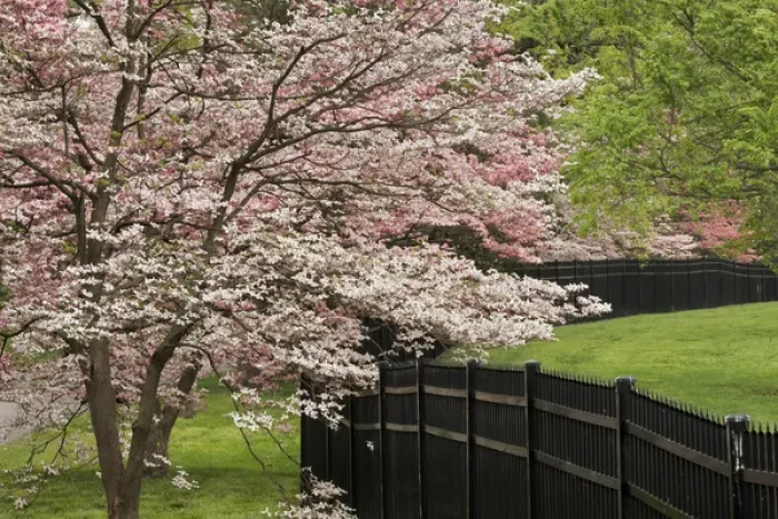 Framed Print : Dogwood tree in full bloom, Audubon Park neighborhood, Louisville, Kentucky
