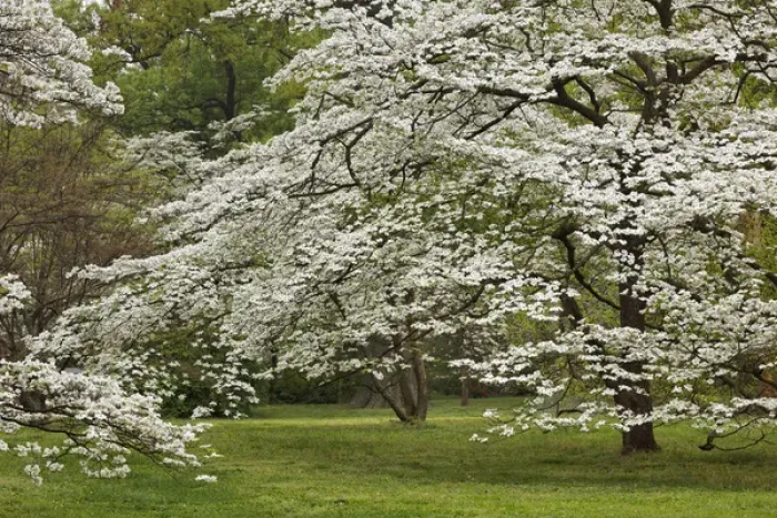 Framed Print : Dogwood tree in full bloom, Audubon Park neighborhood, Louisville, Kentucky