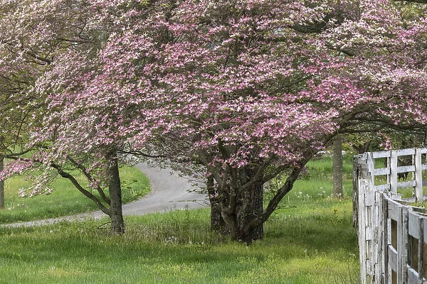 Dogwood trees in full bloom, Manchester Horse Farm at first light, Lexington. Kentucky