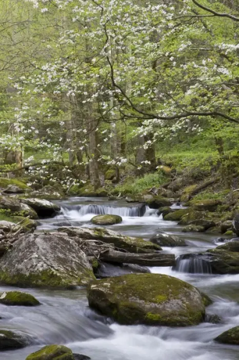 Framed Print : Dogwood trees in spring along Middle Prong Little River, Tremont area, Great Smoky