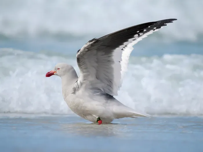 Framed Print : Dolphin gull on the beach of Saunders Island. South America, Falkland Islands. (Editorial Use Only)