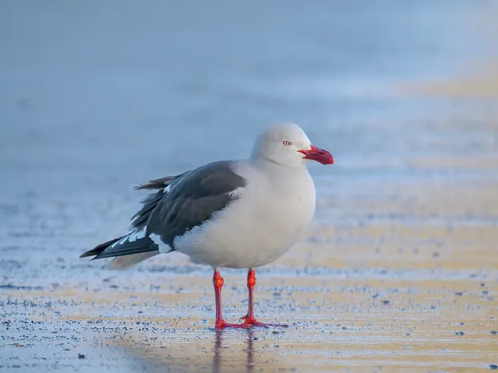 Framed Print : Dolphin gull on the beach of Saunders Island, Falkland Islands