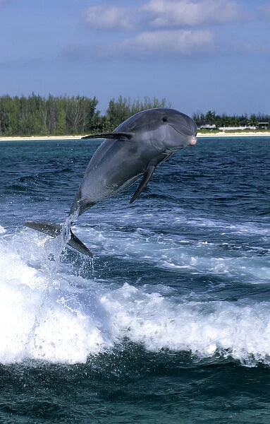 Dolphin jumping, Grand Bahama, Bahamas