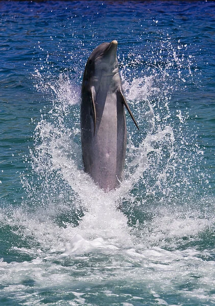 Dolphin standing above water, Roatan Island, Honduras