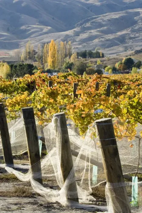 Framed Print : Domain Road Vineyard in Autumn, Bannockburn, Central Otago, South Island, New Zealand Framed Print : Domain Road Vineyard in Autumn, Bannockburn, Central Otago, South Island, New Zealand