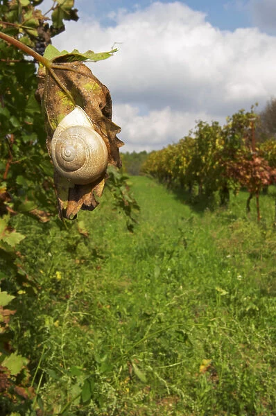 Domaine Borie la Vitarele Causses et Veyran St Chinian. Languedoc. A snail hanging on a vine leaf