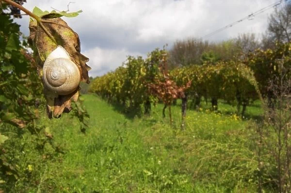 Domaine Borie la Vitarele Causses et Veyran St Chinian. Languedoc. A snail hanging on a vine leaf