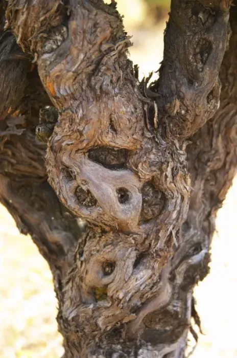 Framed Print : Domaine d Aupilhac. Montpeyroux. Languedoc. Vines trained in Gobelet pruning Framed Print : Domaine d Aupilhac. Montpeyroux. Languedoc. Vines trained in Gobelet pruning