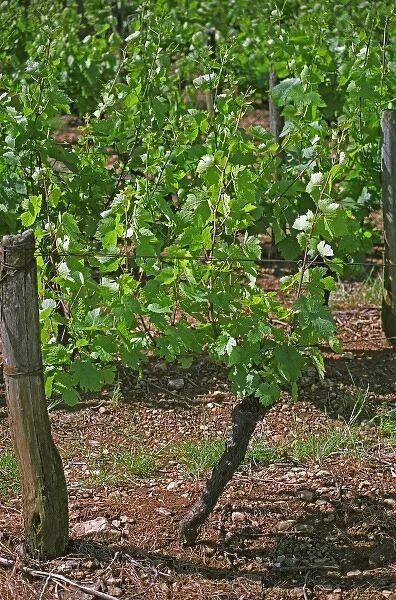 Domaine des Terres Dorees, Beaujolais, a chardonnay vine