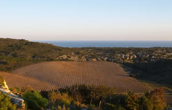 Framed Print : Domaine Gerard Bertrand, Chateau l Hospitalet. La Clape. Languedoc. The vineyard