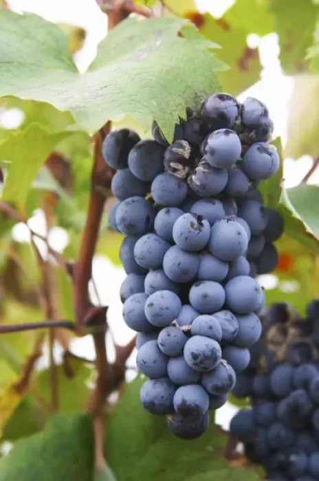 Framed Print : Domaine Haut-Lirou in St Jean de Cuculles. Pic St Loup. Languedoc. Bunch of Grapes Framed Print : Domaine Haut-Lirou in St Jean de Cuculles. Pic St Loup. Languedoc. Bunch of Grapes