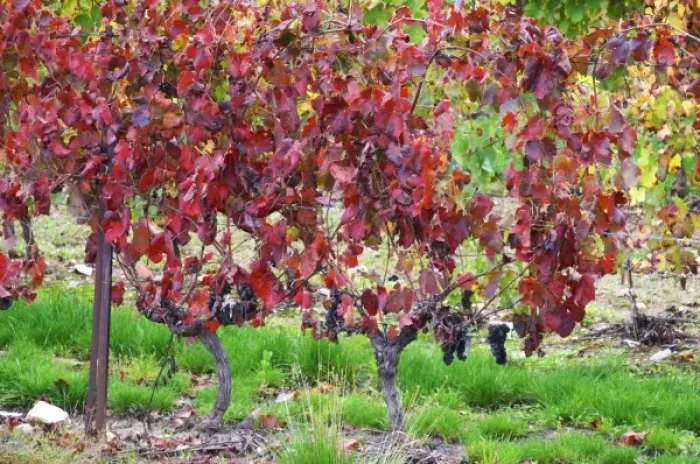 Framed Print : Domaine Haut-Lirou in St Jean de Cuculles. Pic St Loup. Languedoc. France. Europe