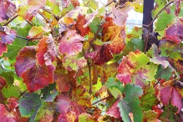 Domaine Haut-Lirou in St Jean de Cuculles. Pic St Loup. Languedoc. Vine leaves. France