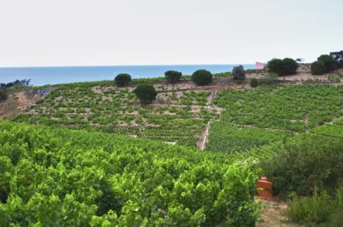 Framed Print : Domaine la Tour Vieille. Collioure. Roussillon. The vineyard. France. Europe. Vineyard Framed Print : Domaine la Tour Vieille. Collioure. Roussillon. The vineyard. France. Europe. Vineyard
