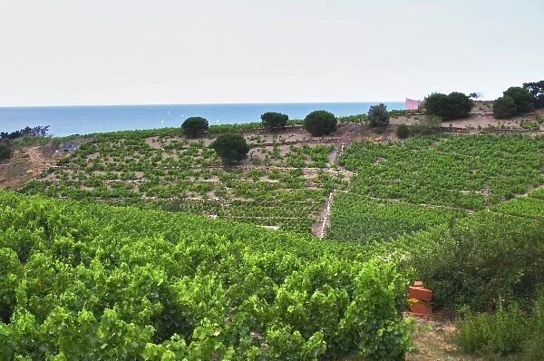Domaine la Tour Vieille. Collioure. Roussillon. The vineyard. France. Europe. Vineyard