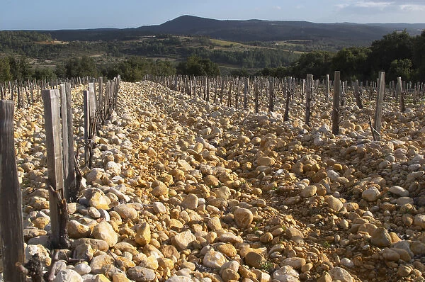 Domaine de Montcalmes in Puechabon. Terrasses de Larzac. Languedoc. Vines trained