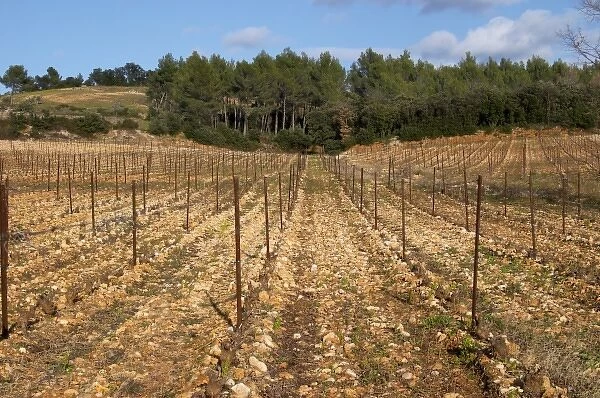 Domaine de Montcalmes in Puechabon. Terrasses de Larzac. Languedoc. Grenache grape vine variety