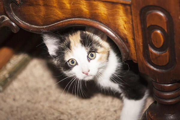 Domestic Calico kitten peeking out under furniture