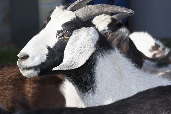 Domestic goat side shot, black white