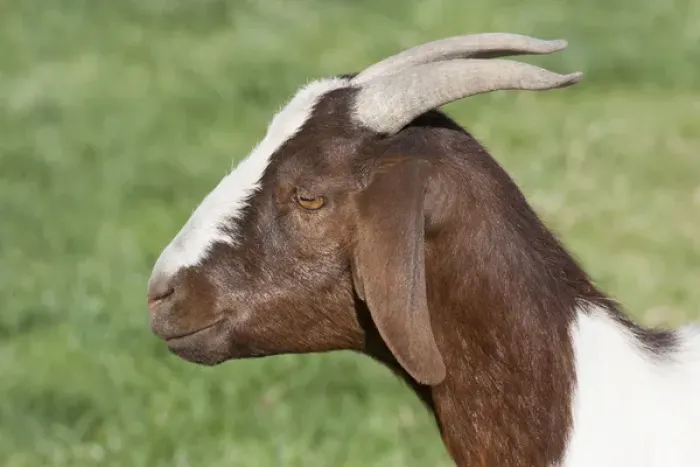 Framed Print : Domestic goat, side shot, brown, white Framed Print : Domestic goat, side shot, brown, white