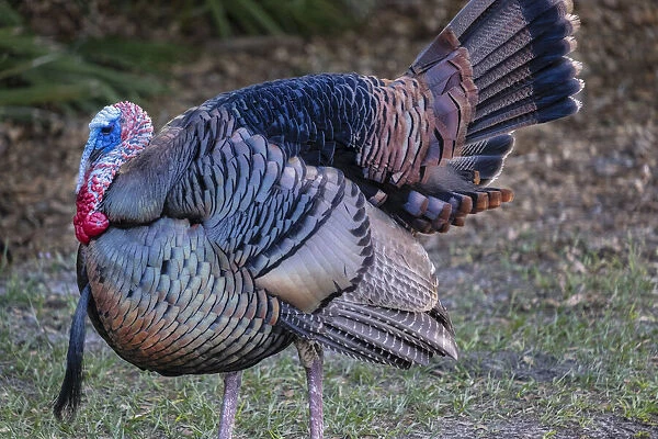 Domestic male turkey