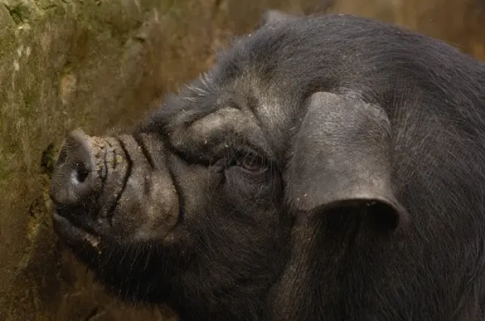 Framed Print : Domestic pig in Hani village. Yuanyang. Yunnan Province. CHINA