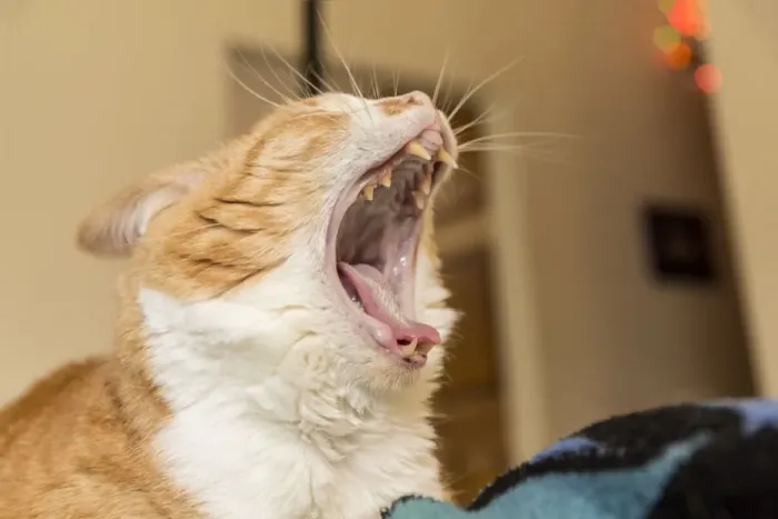 Framed Print : Domestic short-hair cat giving a big yawn and showing off her sharp teeth. (PR)