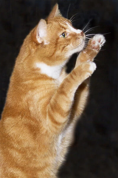 Domestic shorthair cat up on hind legs reaching