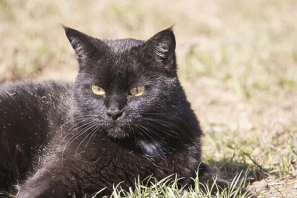 Domestic Shorthair Cat laying in grass after rolling in dry grass